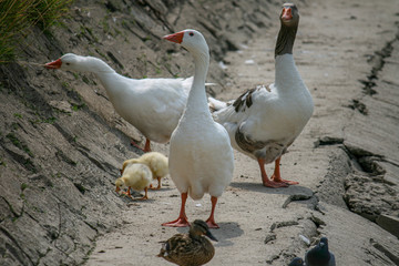 Fototapeta premium Three geese with two babys