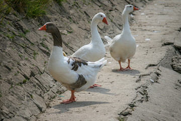 Three white and gray geese standing together
