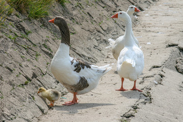 Three white and gray geese standing together