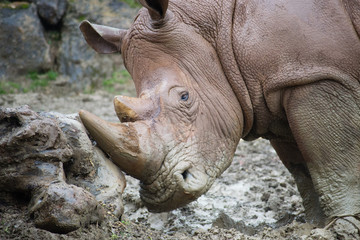 Obraz premium Rinocerontes 