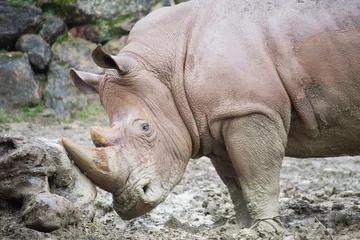 Foto op Plexiglas Rinocerontes  © Zutik