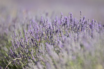 Obraz premium field of lavender