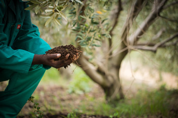 Close up of hands holding healthy organic soil in a fruit orchard