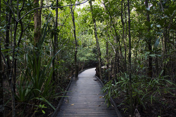 Fototapeta premium bamboo forest
