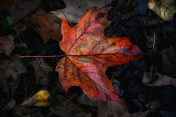 Fall Foliage: Closeup of a bright red autumn leaf on a dark forest floor in the rain.