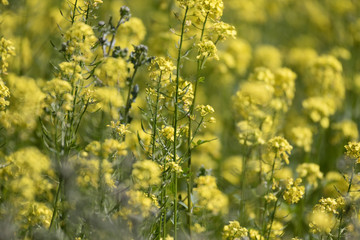 field of yellow flowers
