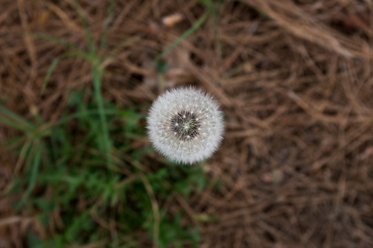 Dandelion Topshot