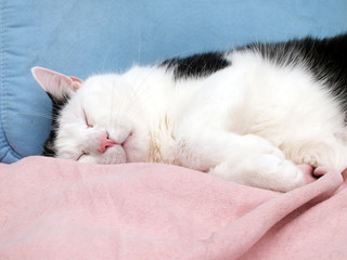 katze beim schlafen