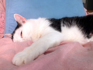 Katze ist sehr müde