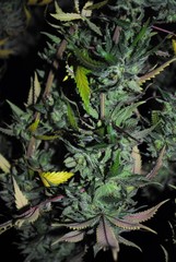 Cannabis (marijuana) flower (bud) ready for harvest