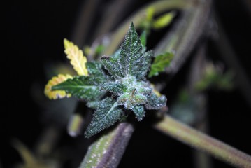 Cannabis (marijuana) flower (bud) ready for harvest