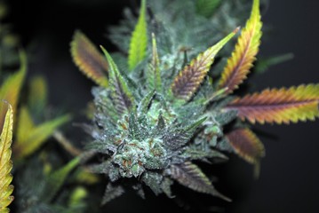 Cannabis (marijuana) flower (bud) ready for harvest