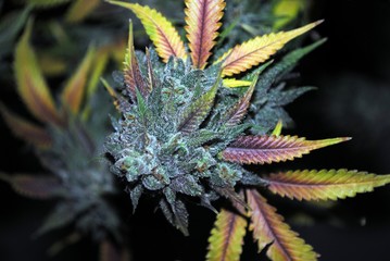 Cannabis (marijuana) flower (bud) ready for harvest