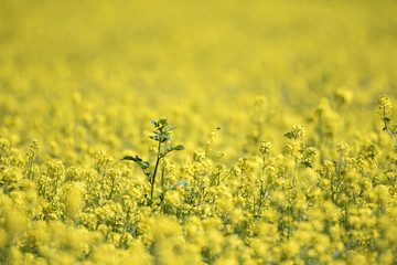 Obraz premium field of yellow flowers