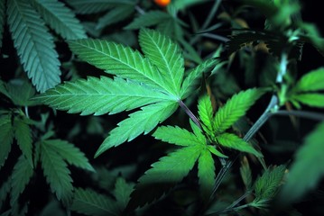 Cannabis plant (marijuana) fan leaves