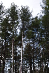Fototapeta premium Pine trees with snow frozen to their trunks. April 2020