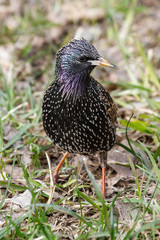 starling in trov looking for food