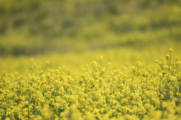 Obraz premium field of yellow flowers