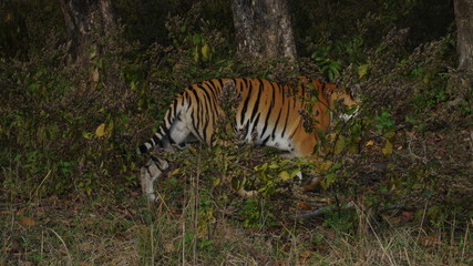 Fototapeta na wymiar Tiger on The Road at Kanha National Park 