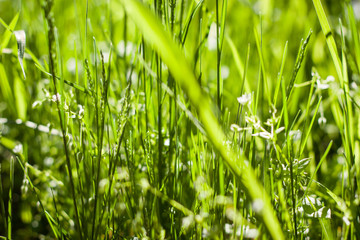 Obraz premium Closeup macro photo of beautiful green grass on a nice summer day 