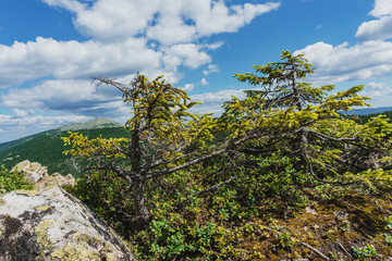 Alpine meadows Taganay