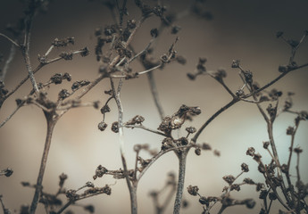 Uschnięte gałęzie na krzewie © Dreamnordno