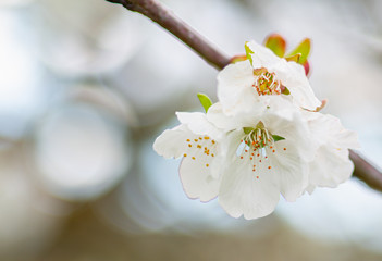 Fototapeta na wymiar Detail of cherry blossoms
