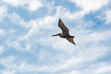 Brown Pelican flying in sky in Harris Neck Georgia