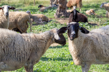 Sheep graze in a meadow close-up