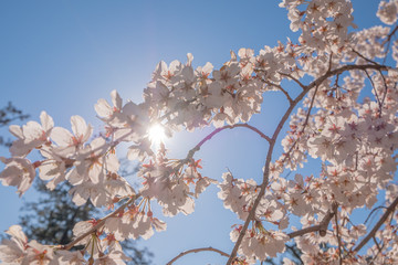 京都　桜　さくら　春　季節　広告　素材　旅行　旅　御所　枝垂れ桜　花びら