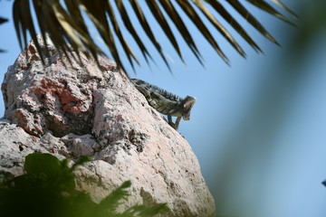 Leguan