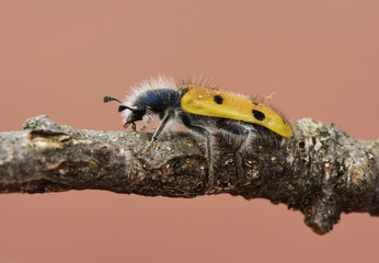 Trichodes octopunctatus eight-point beetle small 1.5 mm insect with yellowish elytra and body covered with long hairs or bristles on reddish background