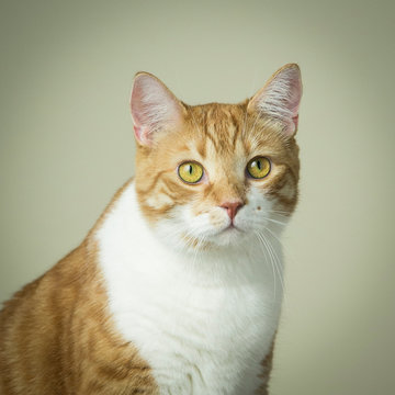 Curious Orange Tabby And White Cat On A Green Background In The Studio