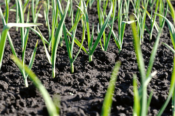 organically cultivated garlic plantation in the vegetable garden