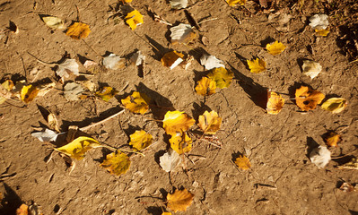 Yellow leaves on a ground in sunny day. Abstract natural texture