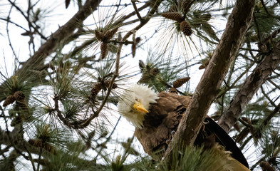 American Bald Eagle at nesting site in wildlife sanctuary sitting in pine trees.