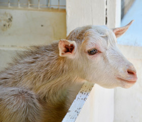 Fototapeta premium Goat on the farm