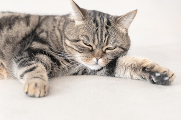 Domestic cat sleeping on the floor