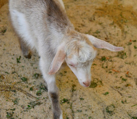 Naklejka na ściany i meble Goat on the farm