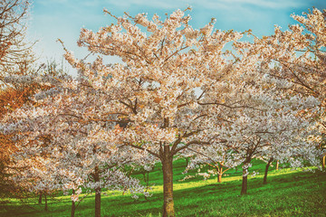 Sakura cherry tree flowers blossom spring green blue background