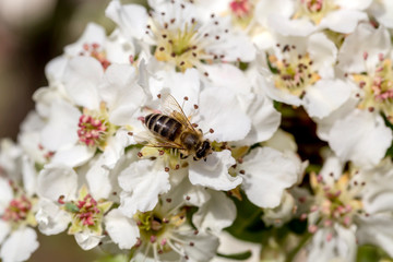 The pear (Pyrus communis) tree blooms in the mountains and a bee collecting nectar.