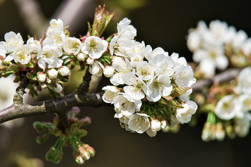 Cherry tree or sakura flowers bloom in springtime green background