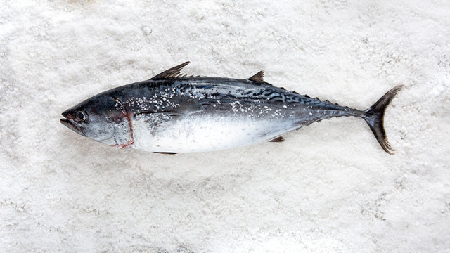 Atlantic Bonito Tuna on salt