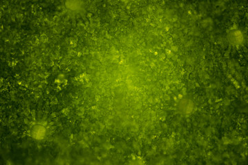 Abstract green background. View of a green leaf under a microscope. Blurred background.