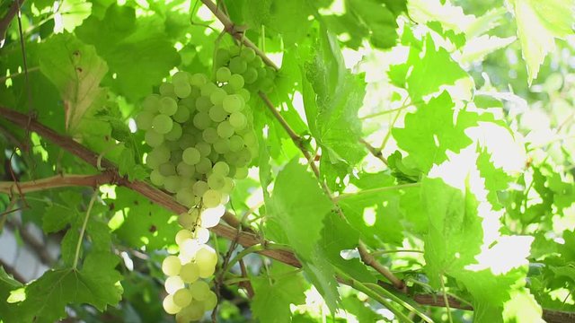 ripe white grapes in the vineyard. Ripe Grapes On Vine For Making White Wine. Wine Grapes Harvest