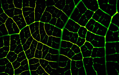 green background with lots of light spots