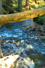 Im Wald  Forrest