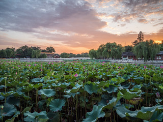 sunset in the white podia in beihai park with lotus flower blooming in beijing