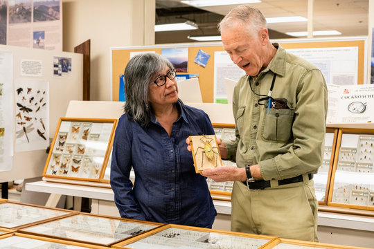 Research and education in entomology department of college natural history museum