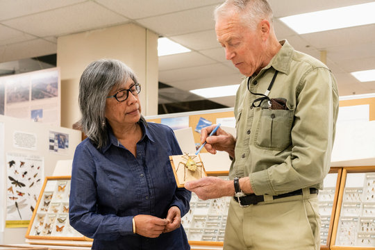 Research and education in entomology department of college natural history museum